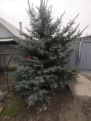 фитония: Ель голубая (Picea pungens, «голубая ель») высота 3.20 озунор казып — 2