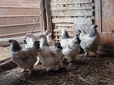 ош ат: Продаю | Куры, Петух | Брама | На забой, Для разведения — 1