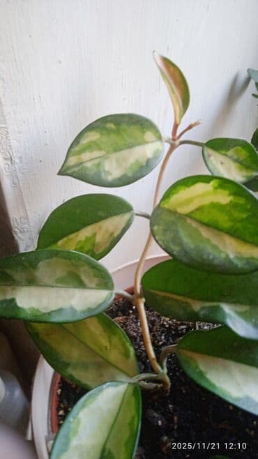 саженцы банана: Комнатные, Сингониумы, спатифиллум, Филодендрон,монстера Альба — 15