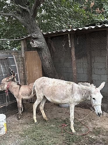 ослинное молоко: Эшек сатылат такайы менен чогуу — 1