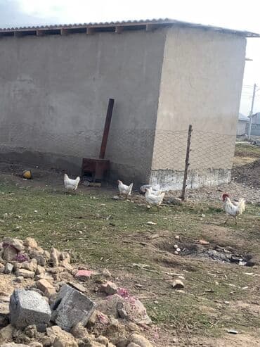 буудай сатып алам: Курица продается не яйцо ! - Натуральные яйца от дворовых кур с — 3