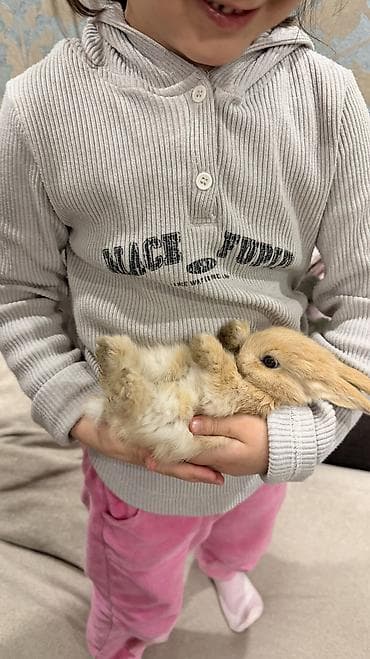 Декоративные кролики: 🐰 Декоративные крольчата породы «Львиная голова» 🐰 Милота, в которую — 5