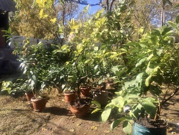 malina.kg продажа малины оптом в бишкеке новопокровка фото: Продается лимонное дерево с плодами и без, многолетние и молодые — 3