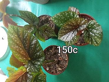 малочай миля: Комнатные и садовые растения в горшках. 1) Замиокулькас (долларовое — 8