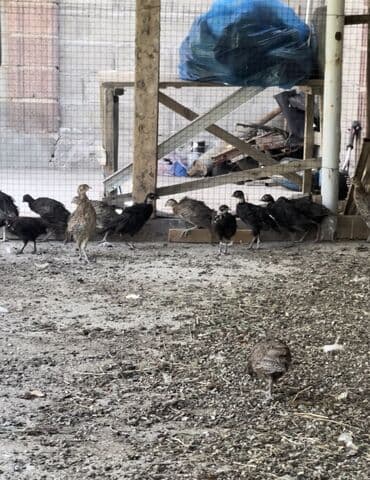 дома на продажу в бишкеке: 🐥 Продаются цыплята фазанов (охотничьи и румынские) 📅 Возраст: 3 — 1