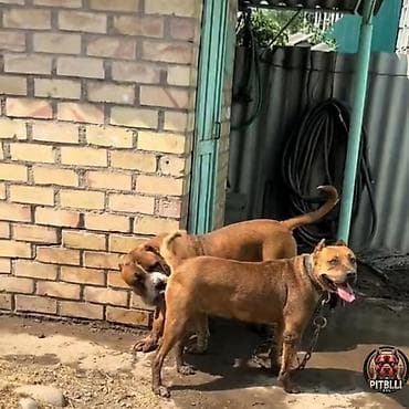 Иттер: Продаю шенка . кабел супер тяж — 4