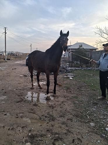 обмен на лошадь: Продаю | Кобыла (самка) | Английская | Для разведения, Конный спорт | Племенные, Мерин — 9