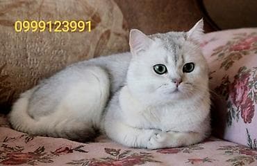 Вязка кошек: Скотиш Страйт (Шотландская прямоухая), 8 месяцев, Девочка, Серебристая шиншилла, Приучена к лотку, Проглистована, С прививками — 1