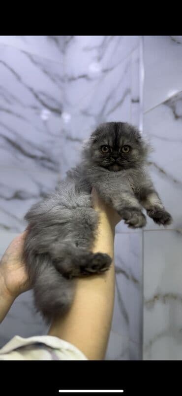 отдам даром шотландского вислоухого котенка: Скотиш Фолд (Шотландская вислоухая), 2 месяца, Мальчик, Красный, Приучена к лотку — 9