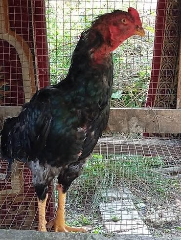 петух голошейка: Продаю | Петух | Бойцовая | Для разведения — 1