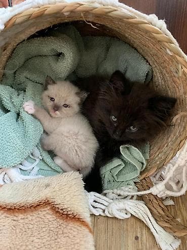 cat sofa: Котята домашние, из одного помёта. - Окрас: один кремово-белый с — 1
