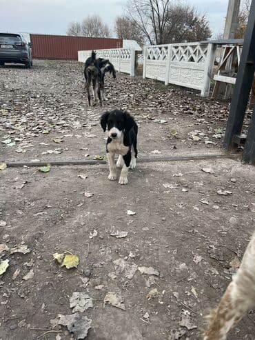 чихуахуа сколько стоит: Щенки чистопородные, помёт разного окраса. На фото — активные малыши с — 5