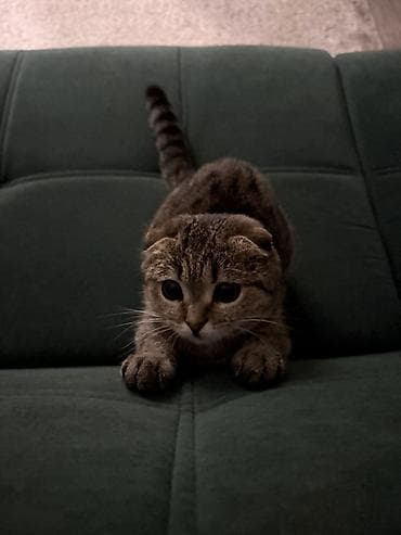 Скотиш Фолд (Шотландская вислоухая), 11 месяцев, Девочка, Приучена к лотку