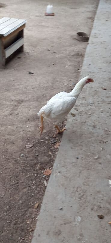 дойный апарат для коров: Продаю | Куры | Для разведения — 3