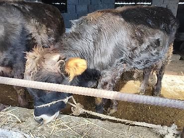 эркек ит: Сатам | Бука (эркек), Кунаажын | Алатоолук | Бордоп семиртүү үчүн, Союуга, Көбөйтүү үчүн | Асыл тукумдуу, Жасалма уруктандырылган — 6