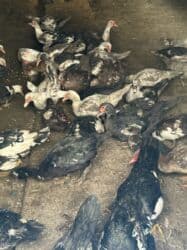 когучкон бишкек: Индоутки 57 голов — 8