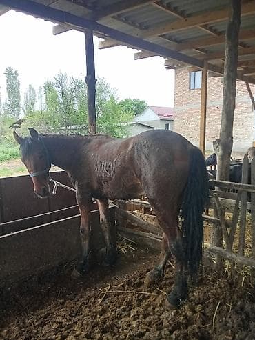 Продаю | Конь (самец) | На забой | Племенные