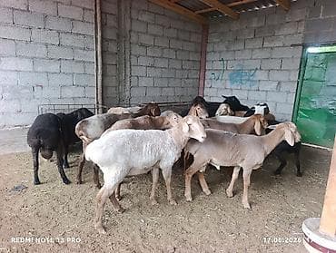 для овец: Продаю | Баран (самец) | Для разведения — 4