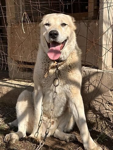 Собака крупной породы, светлого палевого окраса с густой шерстью. 2