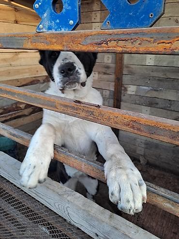 собака даберман: Алабай, 6 месяцев, Самка, С прививкой — 2