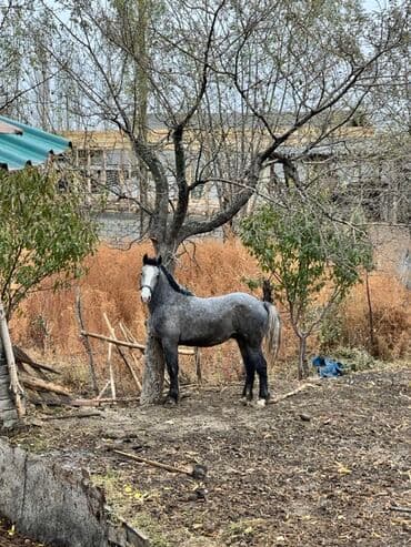 купить собаку доберман в бишкеке: Продаю | Кобыла (самка) | Конный спорт, Рабочий | Мерин — 3