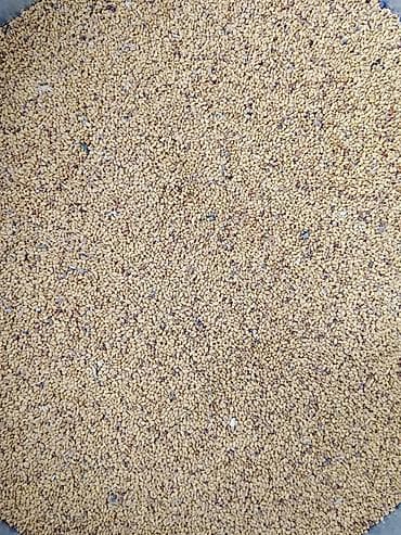 Кургатылган жемиштер, жаңгактар, снектер: Беде урук сатылат көп жылдык беде — 1