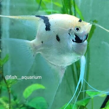 форель купить в бишкеке: Аквариумные рыбки. Скалярии. Большой выбор — 1