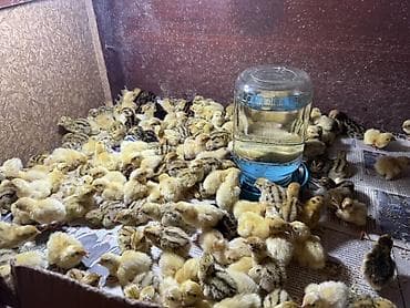 Продаю | Цыплята | Для разведения