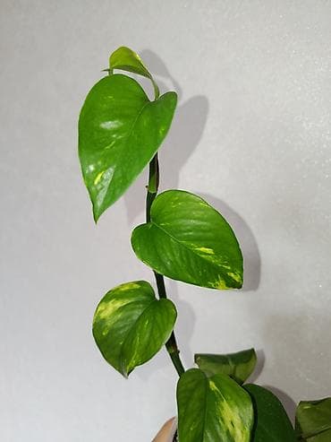 ящерка: Эпипремнум золотистый Растение цветок (сциндапсус, Epipremnum aureum) — 2