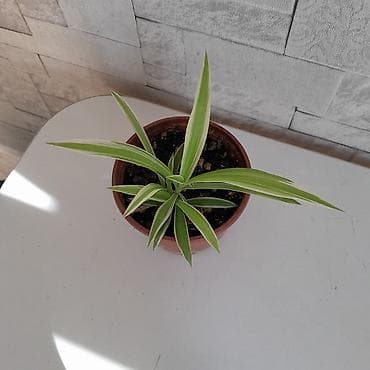 elena: Маленький хлорофитум - неприхотливое растение, очищающее воздух — 4