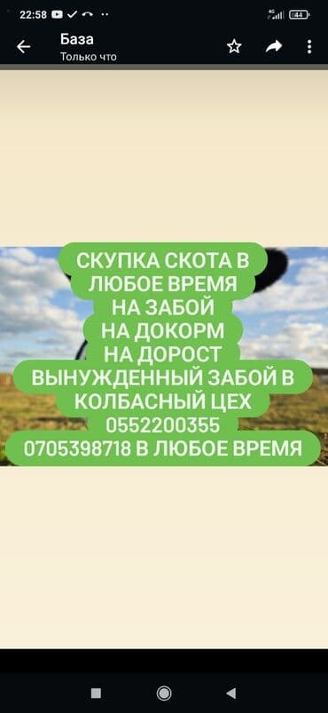 купить измельчитель травы и сена: Куплю | Коровы, быки, Лошади, кони, Другие с/х животные | Круглосуточно, Любое состояние, Забитый — 1