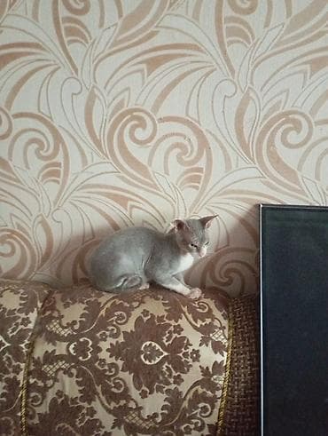 шпиц порода цена: Сфинкс, 8 месяцев, Мальчик, Биколор — 1