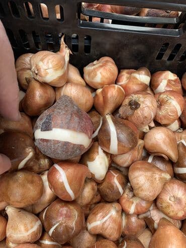 тюльпан оптом бишкек: Принимаем заказы на луковицу тюльпана, гиацинта, крокуса — 2