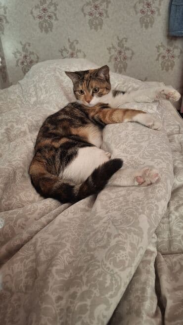 египетская кошка 2021 оригинал: Котята в добрые руки 2 месяца маму тоже отдаём в добрые руки девочка — 3