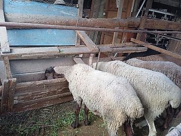 белый кролик: Продаю | Овца (самка), Ягненок | Для разведения | Матка — 2