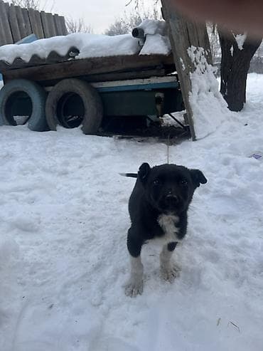 Собака даром: 2 месяца, Самец