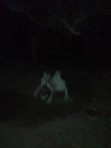 бультерьер щенок купить: 1 год, Самец, С прививкой — 4