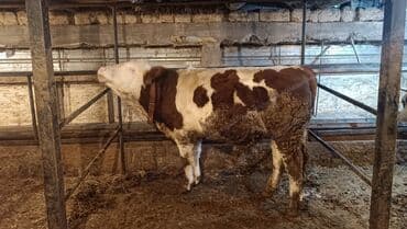 племенные коровы молочные купить: Продаю | Бык (самец) | Монбельярд | Для разведения, Для молока — 2