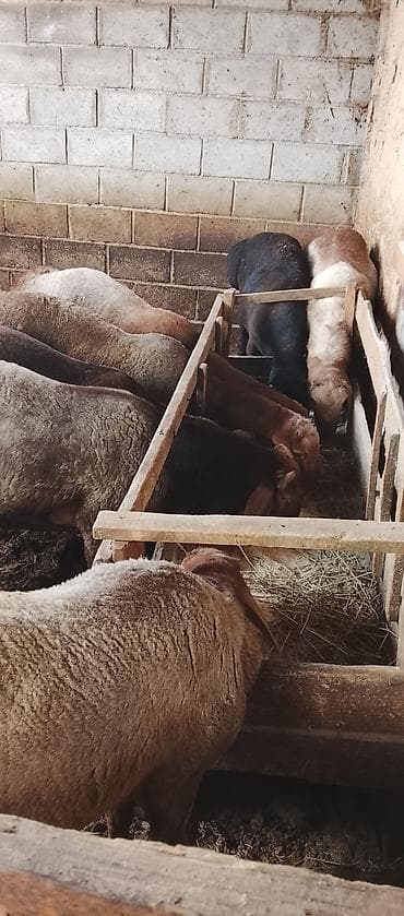 Продам с/х животных: Продаю | Овца (самка) | Полукровка | На забой — 1