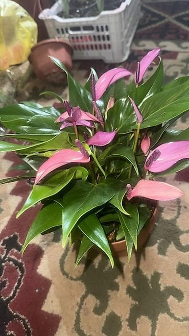 Антуриум (Anthurium andreanum) в горшке. - Эффектные восковидные