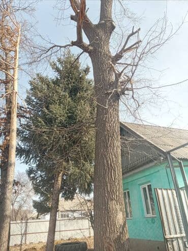 уголь каракече бешсары шабыркуль каражыра доставка бишкек купить фото: 2 дуба спиленные цена договорная — 4