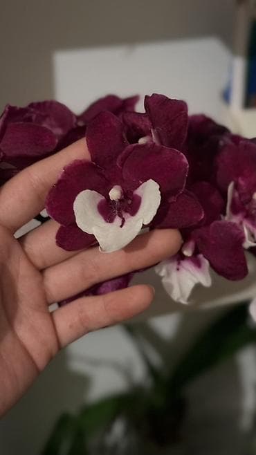 кой сойобуз: Орхидея Phalaenopsis (разные окраски, мини и стандарт) - Сортовая — 1
