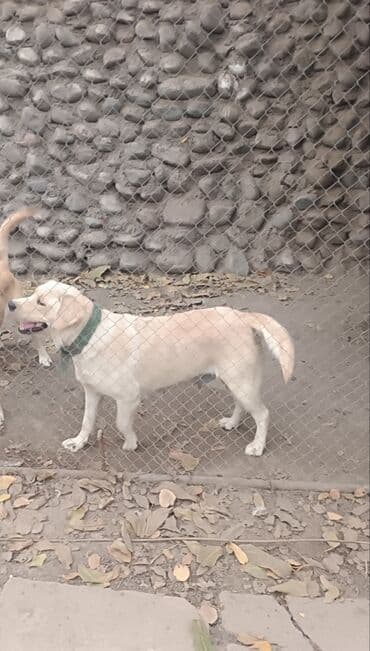 сколько стоит лабрадор ретривер щенок: Порода: лабрадор-ретривер (светло‑палевый окрас). Пол: сучка. Возраст — 2