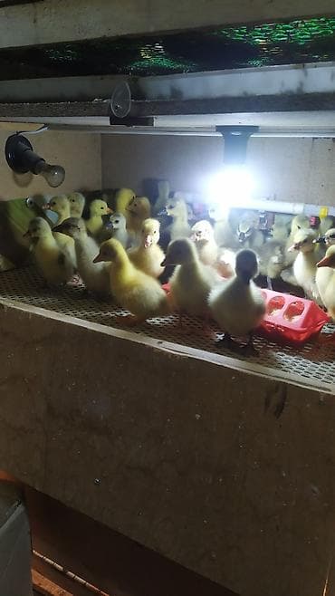 соня грей: Гусята губернаторские,Линда! — 1