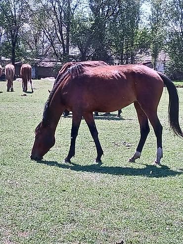 Продаю | Кобыла (самка) | Для разведения | Племенные, Осеменитель, Мерин