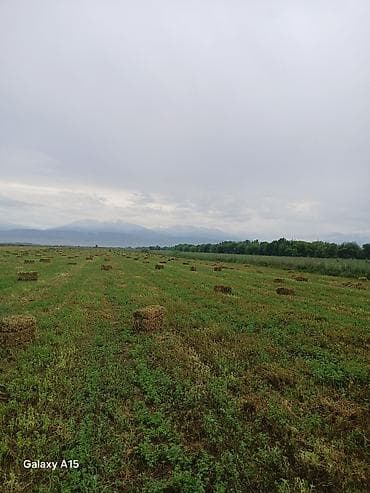 Таза беде чоп сатылат адрес Бишкекке жакын объездной жолдо совхоз at lalafo.kg Таза беде чоп сатылат адрес Бишкекке жакын объездной жолдо совхоз