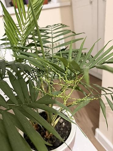 Бонсай: Комнатные растения в горшка Цена договорная : 200-700 сомов Аалы — 7