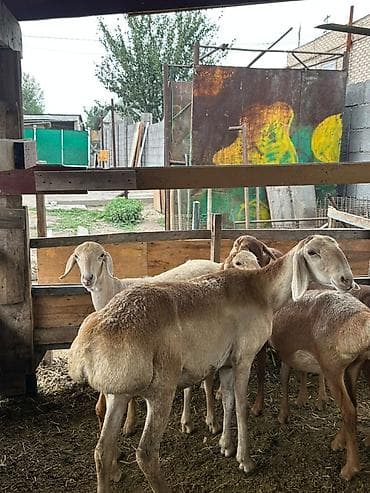 2жаш кунан: Продаю | Ягненок | Арашан | Для разведения | Ярка — 10