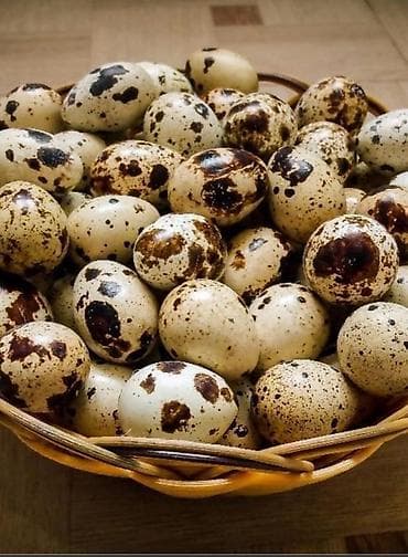 Продукты питания: Перепелята породы Техас утяжелённый и инкубационные яйца. - Открыта — 2