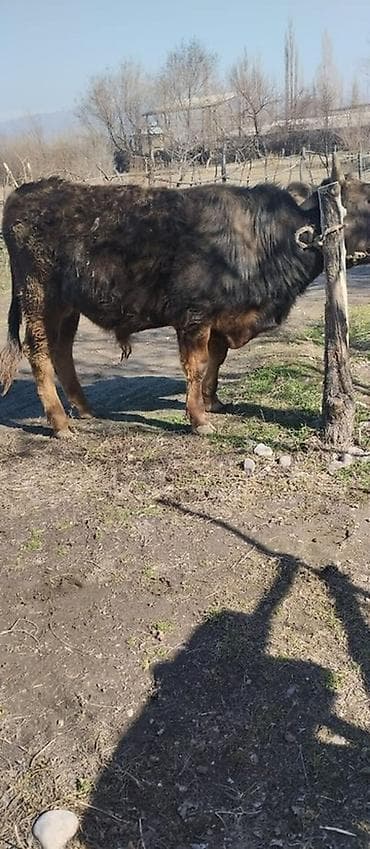 продаю коров: Продаю | Бык (самец) | Швицкая | На откорм, На забой — 2